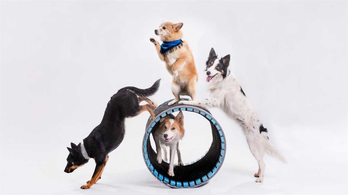 Mutts Gone Nuts: Unleashed!