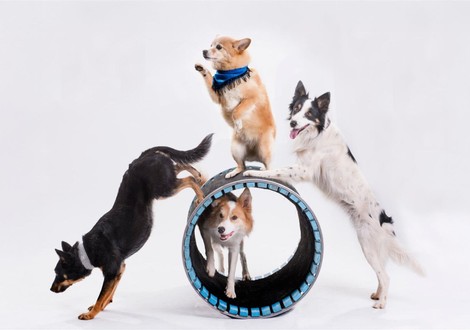 Mutts Gone Nuts: Unleashed!